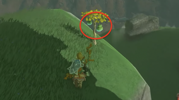 Splash Fruit Legend Of Zelda